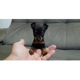 Lindíssimo Filhotes Pinscher Micro