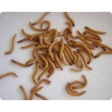 Larva De Tenebrio Monitor  100 Larvas ( Larvas Vivas )