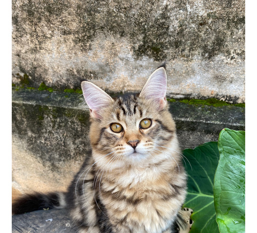 Gatos Maine Coon Filhotes 