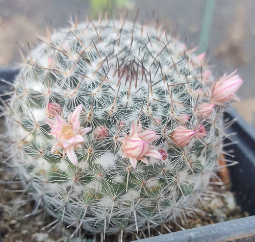 Cactus De Colección Astrophytum - Mammillaria - Ferocactus