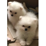 Lulu Da Pomerania Macho De Spitz Alemao Filhote 