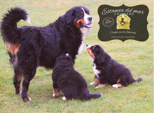 Boyero De Berna Cachorros Puros, Son Hermosos Y Robustos