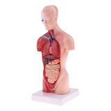 28cm Torso Humano Vísceras Esqueleto Cuerpo Corazón