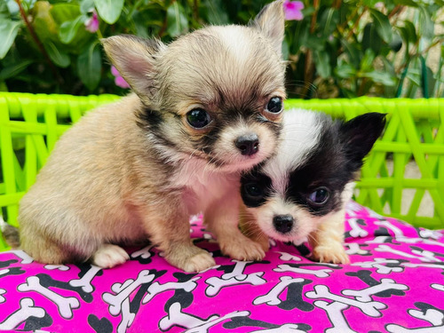 Chihuahua Pelo Longo Lindos Filhotes 