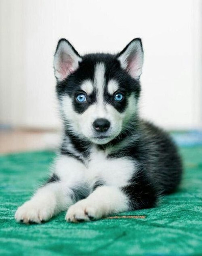 Cachorros Husky Siberiano Padres Importados