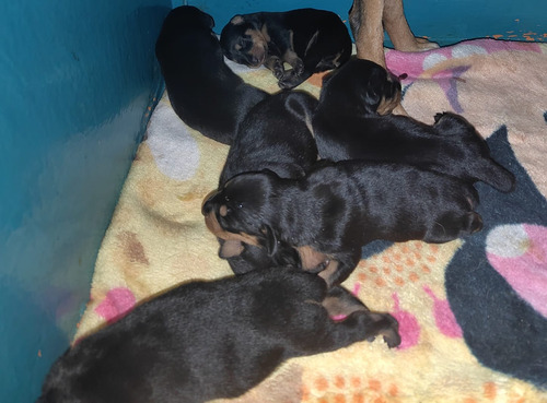 Doberman Cachorros