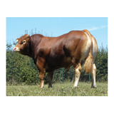 Semen Bovino Limousin - Toro Nabi Gd