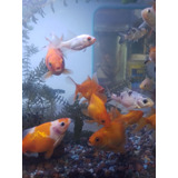 Peces Goldfish Carasius