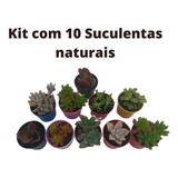 Mini Suculentas Naturais Para Lembrancinhas Kit C 10 Mudas 