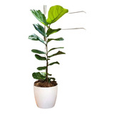 Ficus Pandurata En Maceta Premium 35