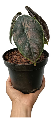 Alocasia Azlanii