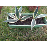 Dos Plantas De  Agaves Americanos 