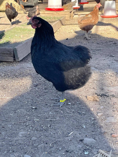 Gallinas Araucanas Pirque Colloncas, Quetros Y Criollas