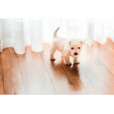 Cachorros West Highland White Terrier Perros Westy Puppy