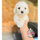 Mini Toy French Poodle Precio Oferta