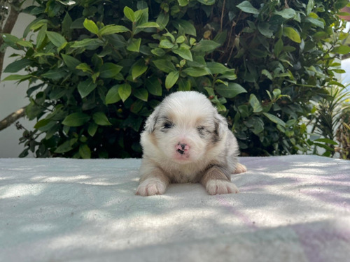 Cachorros Pastor Ovejero Australiano Med, Bog, Animal Pets 