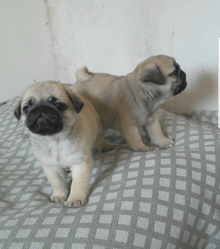 Cachorros De Pug Carlino Pedigre Fca Estudio Pde