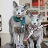 Filhotes Amaveis De Russian Blue 