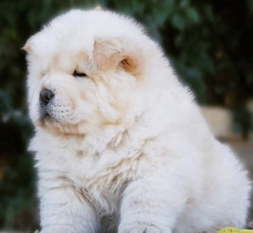 Cachorrow Chow Chow Linea Importada