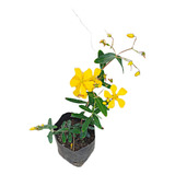 Hipérico Hypericum Perforatum 1 Planta De 30 Cm