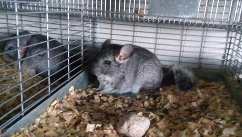 Venta De Chinchillas Gris Estándar