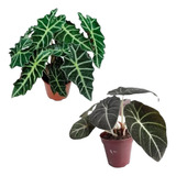 Kit 1 Alocasia Black + 1 Alocasia Amazonica Planta Natural 