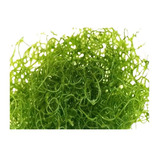 Alga Chaeto Acuario Marino 1000ml Reduce Nitratos Fosfatos