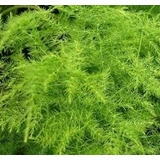 Planta Esparrago (asparagus Plumosus) 12 Pzas