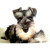 Schnauzer Miniatura, Increíbles Cachorritos, Pedigree, Msi!