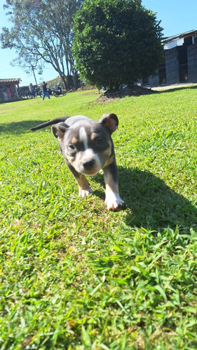 Cachorra American Bully Hembra Med, Bog, Cali, Animalpets