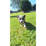 Cachorra American Bully Hembra Med, Bog, Cali, Animalpets