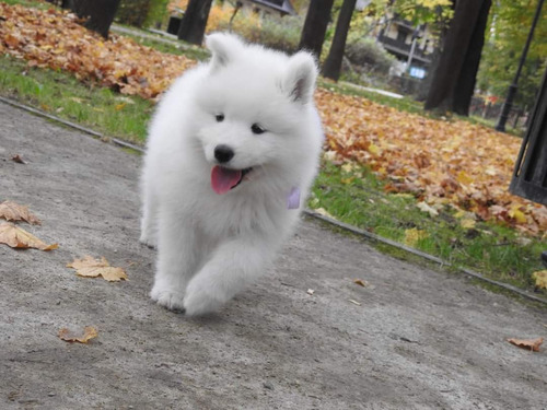 Cachorros Samoyedo