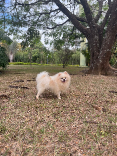 Spitz Alemão - Macho Branco