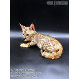 (775) Filhote De Bengal - Macho Brown Rosetted Tabby