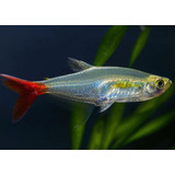 Pct. C/ 10 Peixes Tetra Blood Fin -aquário- Água Doce