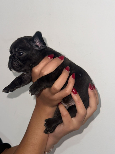 Bulldog Frances Hembra Atigrada Con Pedigree 