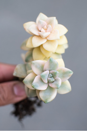 Graptoveria Victor Kane Variegada Suculenta Colección N° 8