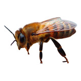 Cera De Abejas Pura 100% Filtrada Sin Impurezas X 1 Kg.