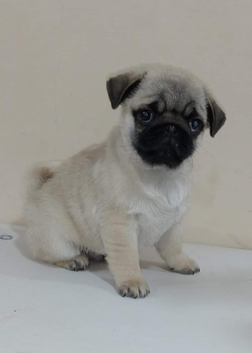 Cachorros Pug Cervato 