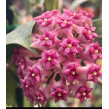 Hoya Hibrido De Cinnamomifolia Flor De Cera Planta