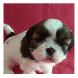 Bellas Cachorras Shih Tzu Shihtzu Inscritas En Kcc