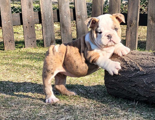 Bulldog Ingles  Exótico -  Cachorra - Hembra - Sable Merle