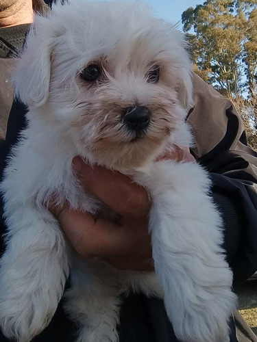 Cachorro Bichón Maltes