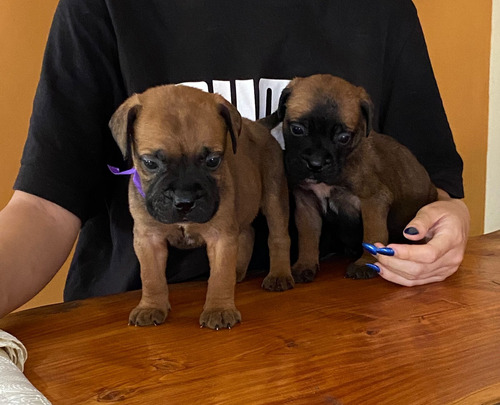 Cachorros  Bullmastiff Listo Para Entregar 18/04/2024