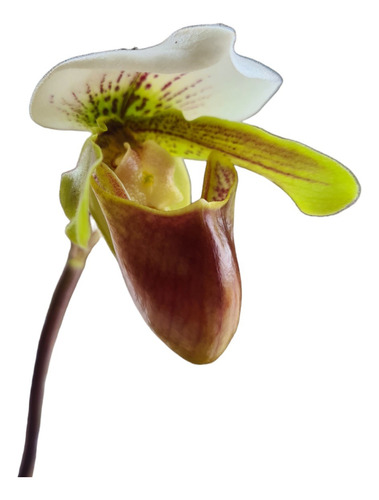 Orquídea Sapatinho Paphiopedilum Insigne Veja Fotos