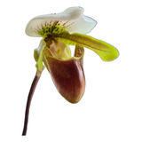 Orquídea Sapatinho Paphiopedilum Insigne Veja Fotos