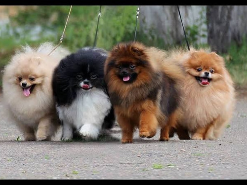 Cachorros Pomerania Criadero Aptos A Pedigree 