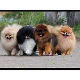 Cachorros Pomerania Criadero Aptos A Pedigree 