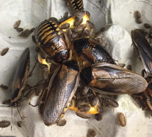 20 Cucarachas Dubias Adultas. Alimento Vivo.