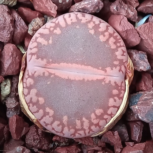 50 Semillas De Lithops Aucampiae C255 (cactus Piedra/sucu)